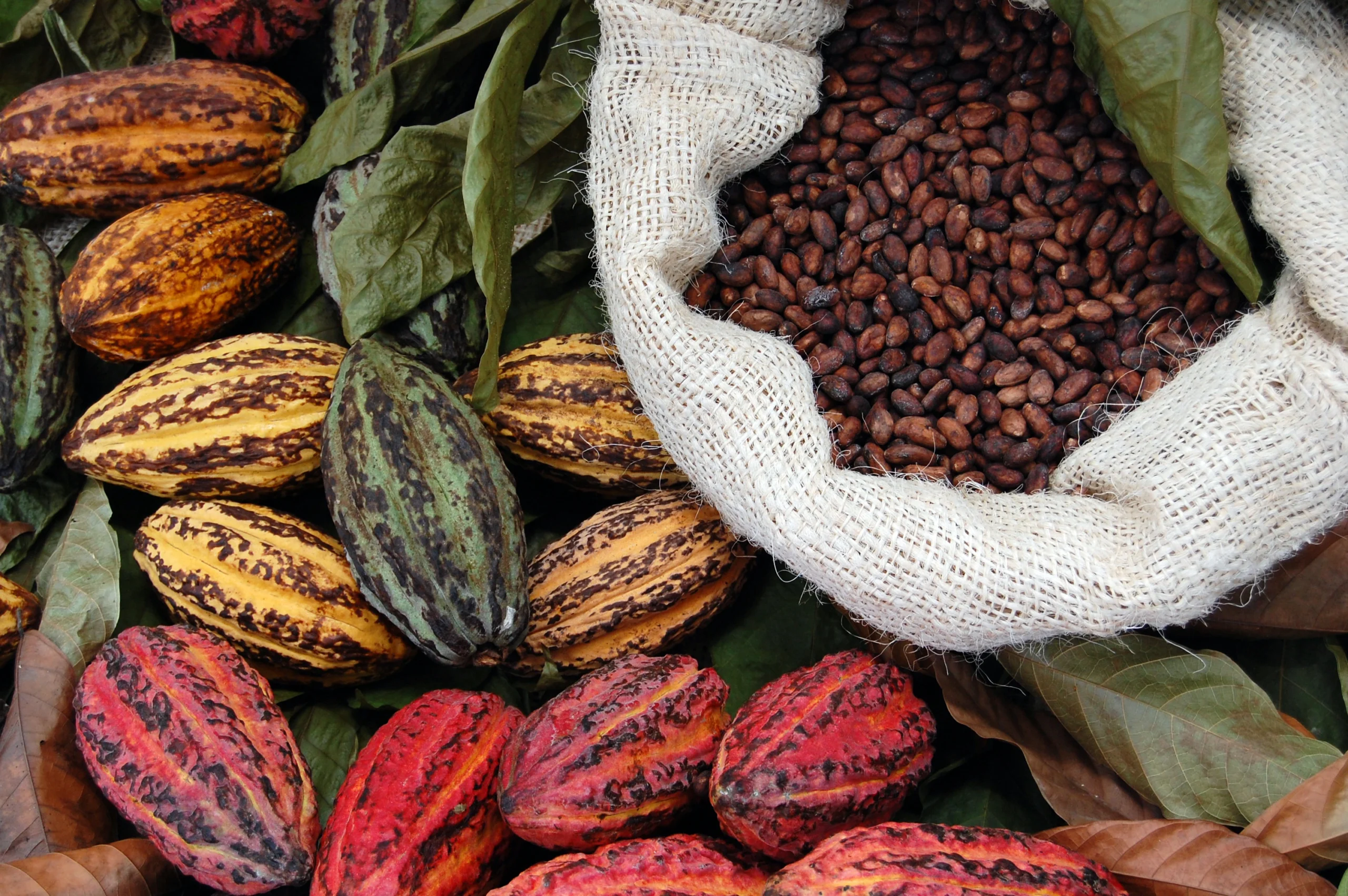 Kakao jako nośnik dobrych bakterii probiotycznych. Zbliżenie na kolorowe ziarna naturalnego kakao.