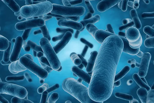 Bifidobakterie i ich ochronne działanie na florę jelitową