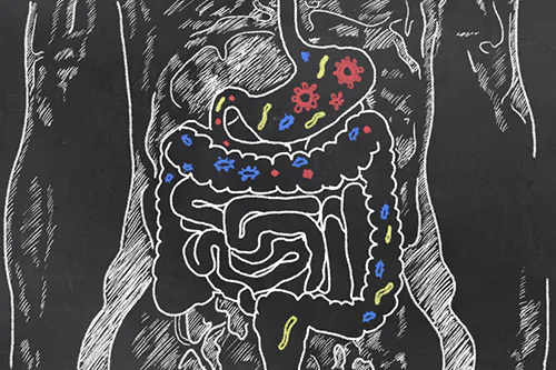 Mikroflora jelitowa - skład i funkcje mikroflory bakteryjnej jelit przewodu pokarmowego
