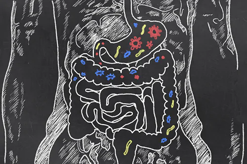 Mikroflora jelitowa – skład i funkcje flory bakteryjnej przewodu pokarmowego