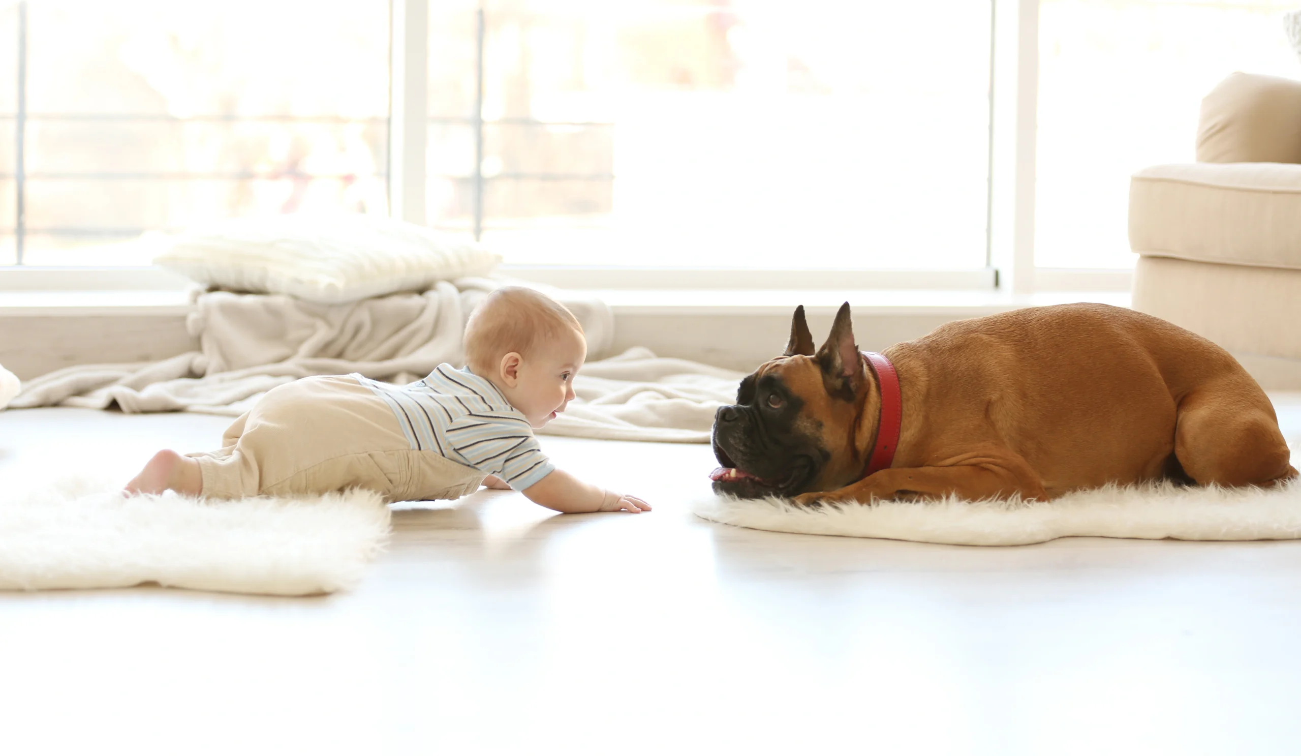 Wpływ zwierząt domowych na mikrobiotę jelitową u dzieci. Pies rasy buldożek i niemowlak leżą na przeciwko siebie na podłodze w salonie.