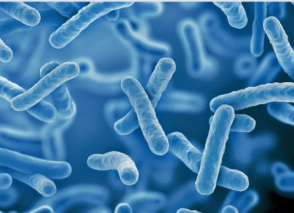 Lactobacillus rhamnosus (LGG) – czym charakteryzuje się ten wyjątkowy szczep bakterii probiotycznych?